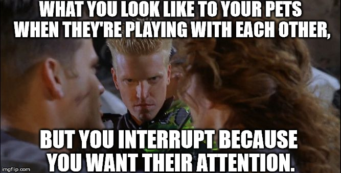 Creepy Jake Busey | WHAT YOU LOOK LIKE TO YOUR PETS WHEN THEY'RE PLAYING WITH EACH OTHER, BUT YOU INTERRUPT BECAUSE YOU WANT THEIR ATTENTION. | image tagged in creepy jake busey | made w/ Imgflip meme maker