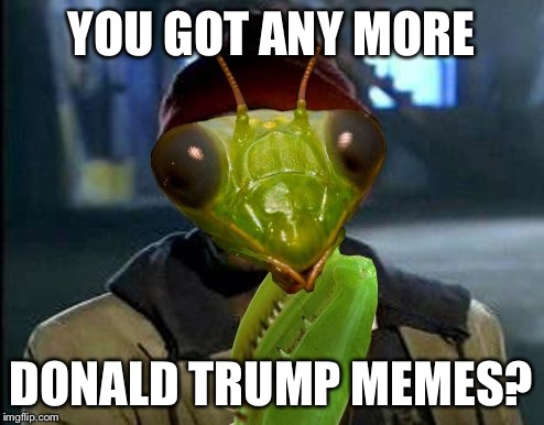 Yall Got Any More Of Mantis Memes | YOU GOT ANY MORE DONALD TRUMP MEMES? | image tagged in yall got any more of mantis memes | made w/ Imgflip meme maker