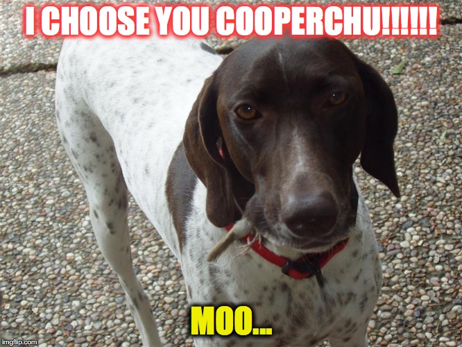 I CHOOSE YOU COOPERCHU!!!!!! MOO... | image tagged in cooper | made w/ Imgflip meme maker