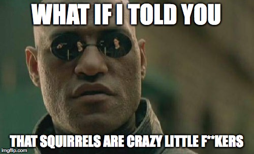Matrix Morpheus Meme | WHAT IF I TOLD YOU THAT SQUIRRELS ARE CRAZY LITTLE F**KERS | image tagged in memes,matrix morpheus | made w/ Imgflip meme maker