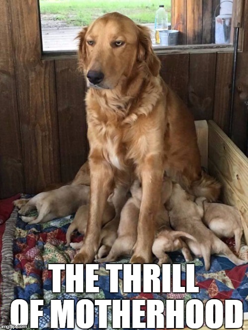 thrill of motherhood | THE THRILL OF MOTHERHOOD | image tagged in mom,mother,motherhood,mother's day,mommy,ma | made w/ Imgflip meme maker