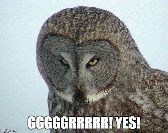 Angry Owl | GGGGGRRRRR! YES! | image tagged in angry owl | made w/ Imgflip meme maker