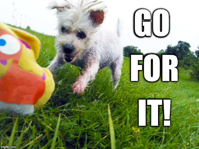 Go for it | GO; FOR; IT! | image tagged in funny,funny dogs,advice dog,happy dog | made w/ Imgflip meme maker