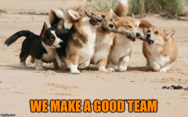 DREAM TEAM | WE MAKE A GOOD TEAM | image tagged in meme,dogs,teamwork,job,funny dog | made w/ Imgflip meme maker