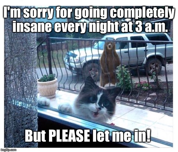 I'm sorry for going completely insane every night at 3 a.m. But PLEASE let me in! | image tagged in repentant feline | made w/ Imgflip meme maker
