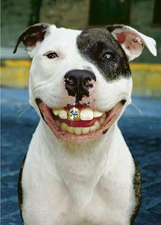 High Quality PIt Bull Smile Blank Meme Template
