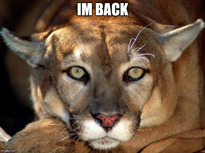 Mountain lion attacks 5yr old | IM BACK | image tagged in animals,attack | made w/ Imgflip meme maker