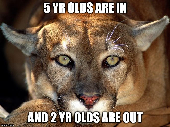 m.lion incident vs. alligator incident   | 5 YR OLDS ARE IN; AND 2 YR OLDS ARE OUT | image tagged in animals,animal attack | made w/ Imgflip meme maker