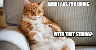 What? Cat | WHAT ARE YOU DOING; WITH THAT STRING? | image tagged in google images | made w/ Imgflip meme maker