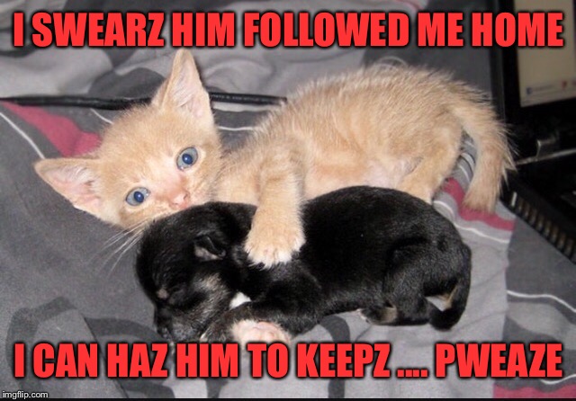 I can haz puppy | I SWEARZ HIM FOLLOWED ME HOME; I CAN HAZ HIM TO KEEPZ .... PWEAZE | image tagged in memes,funny,cute cat,cute puppies,sweet | made w/ Imgflip meme maker