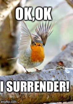 OK,OK; I SURRENDER! | image tagged in bird | made w/ Imgflip meme maker