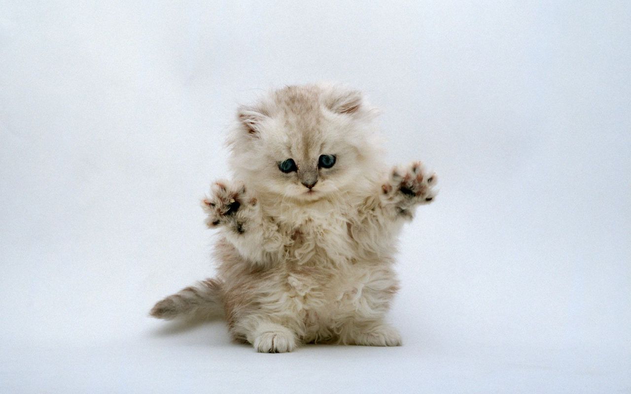 High Quality Cute kitten with claws Blank Meme Template