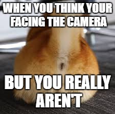 Loving the Camera | WHEN YOU THINK YOUR FACING THE CAMERA; BUT YOU REALLY AREN'T | image tagged in dog meme | made w/ Imgflip meme maker