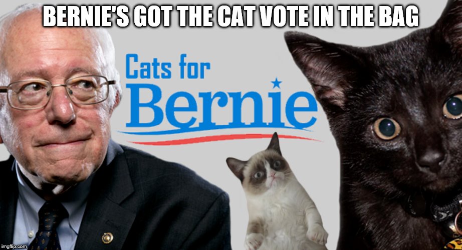 Vote Bernie Sanders | BERNIE'S GOT THE CAT VOTE IN THE BAG | image tagged in bernie sanders,cats,bernie_sanders | made w/ Imgflip meme maker