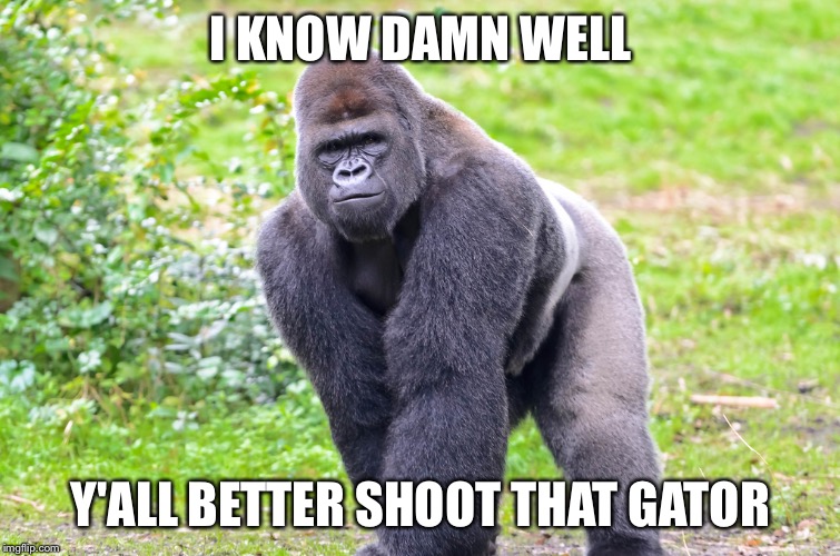 Gorilla | I KNOW DAMN WELL; Y'ALL BETTER SHOOT THAT GATOR | image tagged in gorilla | made w/ Imgflip meme maker