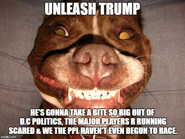 pitbullsmile | UNLEASH TRUMP; HE'S GONNA TAKE A BITE SO BIG OUT OF D.C POLITICS, THE MAJOR PLAYERS R RUNNING SCARED & WE THE PPL HAVEN'T EVEN BEGUN TO RACE. | image tagged in pitbullsmile | made w/ Imgflip meme maker