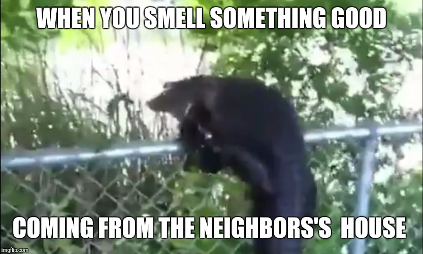 Aligator | WHEN YOU SMELL SOMETHING GOOD; COMING FROM THE NEIGHBORS'S  HOUSE | image tagged in aligator | made w/ Imgflip meme maker