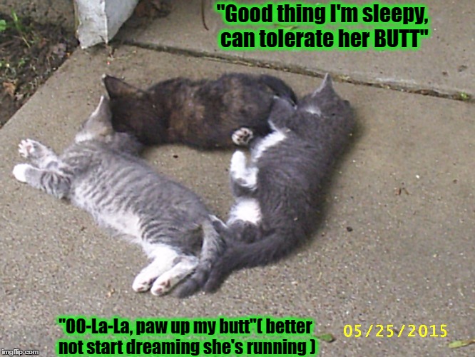 Kittens in a shape of a Triangle, wait'n for supper. | "Good thing I'm sleepy, can tolerate her BUTT"; "OO-La-La, paw up my butt"( better not start dreaming she's running ) | image tagged in kittens,cute kittens,funny animals,funny cats | made w/ Imgflip meme maker