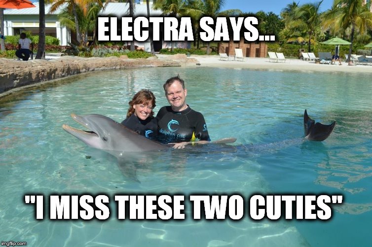 Dolphin | ELECTRA SAYS... "I MISS THESE TWO CUTIES" | image tagged in dolphin | made w/ Imgflip meme maker