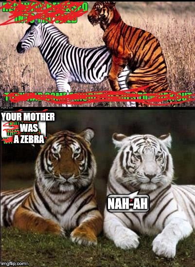YOUR MOTHER WAS A ZEBRA; NAH-AH | image tagged in tigers | made w/ Imgflip meme maker