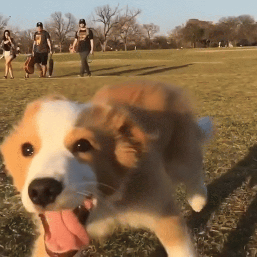 Dog runs | image tagged in gifs,gifs dog | made w/ Imgflip video-to-gif maker