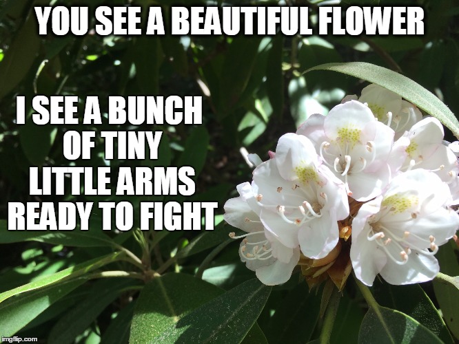 YOU SEE A BEAUTIFUL FLOWER; I SEE A BUNCH OF TINY LITTLE ARMS READY TO FIGHT | image tagged in fighting flowers | made w/ Imgflip meme maker