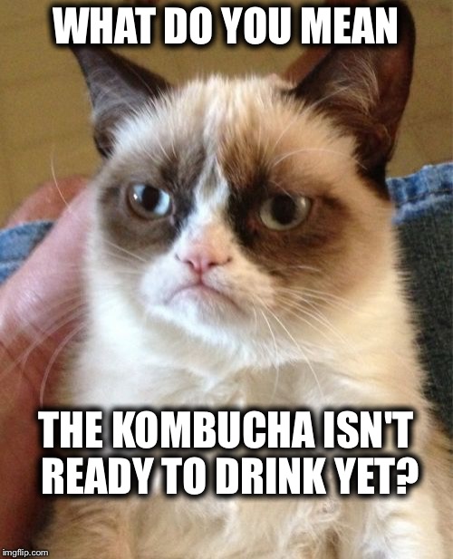 Grumpy Cat | WHAT DO YOU MEAN; THE KOMBUCHA ISN'T READY TO DRINK YET? | image tagged in memes,grumpy cat | made w/ Imgflip meme maker