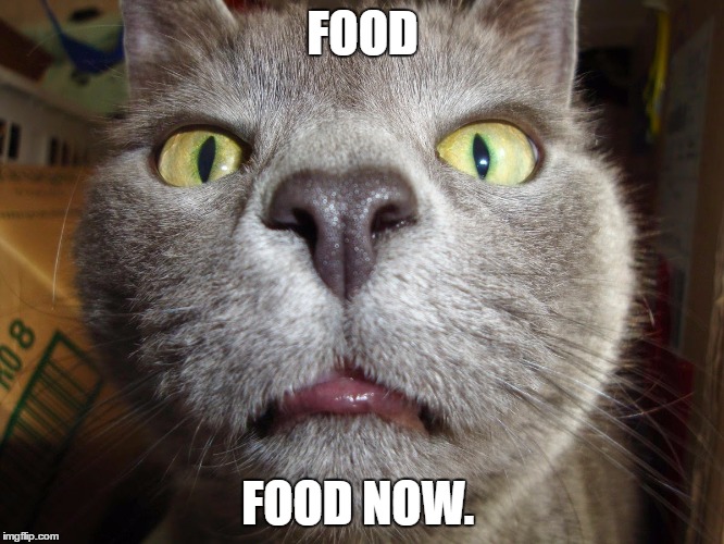 Cat is hungry NOW.  | FOOD; FOOD NOW. | image tagged in cat,food,feed me,impatient cat | made w/ Imgflip meme maker
