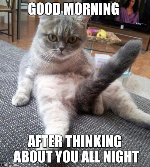 Sexy cat | GOOD MORNING; AFTER THINKING ABOUT YOU ALL NIGHT | image tagged in sexy cat | made w/ Imgflip meme maker