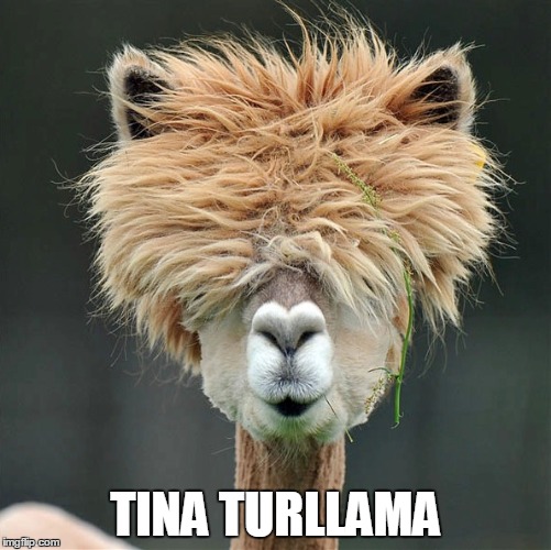 Tina TurLlama | TINA TURLLAMA | image tagged in llama,tina turner,lol | made w/ Imgflip meme maker