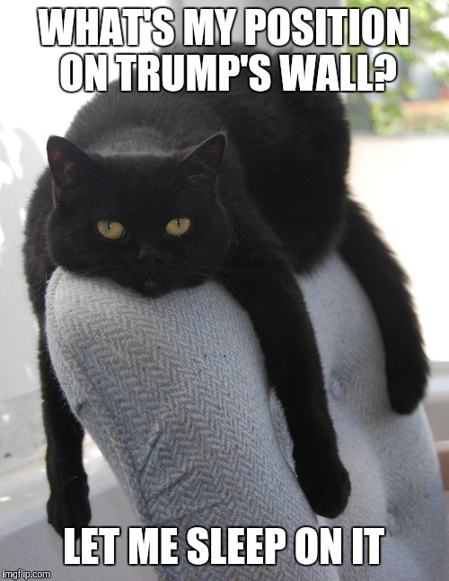 Draped Cat Be Like | WHAT'S MY POSITION ON TRUMP'S WALL? LET ME SLEEP ON IT | image tagged in black cat draped on chair,draped cat,position on trump's wall,let me sleep on it | made w/ Imgflip meme maker
