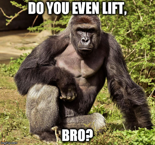 Do you even lift, bro? | DO YOU EVEN LIFT, BRO? | image tagged in do you even lift,gorilla | made w/ Imgflip meme maker