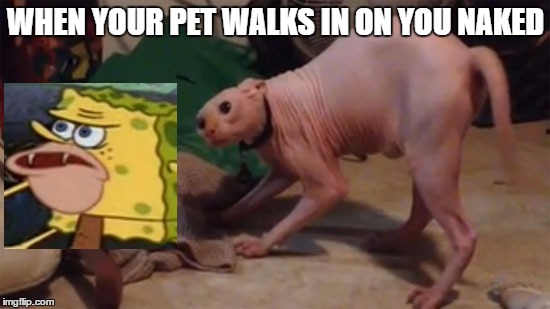 it aint pretty | WHEN YOUR PET WALKS IN ON YOU NAKED | image tagged in sphinx,caveman spongebob | made w/ Imgflip meme maker