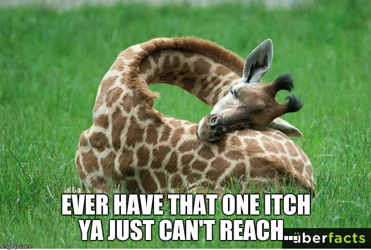 EVER HAVE THAT ONE ITCH YA JUST CAN'T REACH... | image tagged in pet humor | made w/ Imgflip meme maker