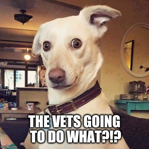 The vets going to do what?!?... | THE VETS GOING TO DO WHAT?!? | image tagged in funny,memes,curious dog,vet | made w/ Imgflip meme maker