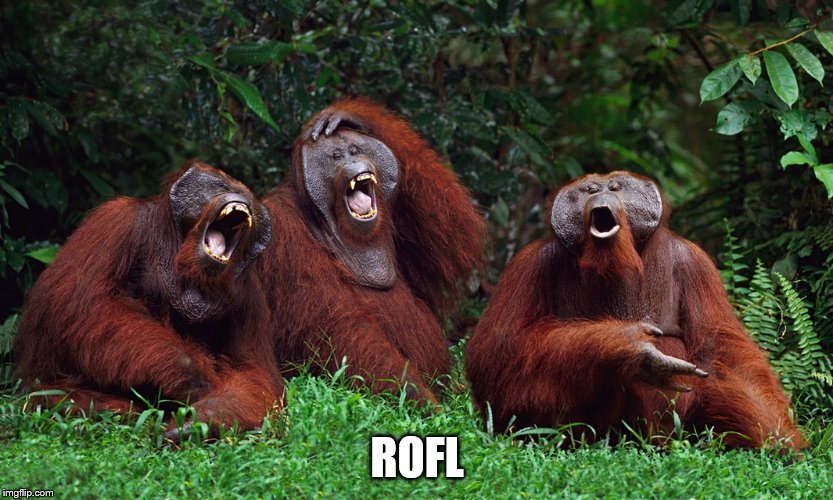 laughing orangutans | ROFL | image tagged in laughing orangutans | made w/ Imgflip meme maker