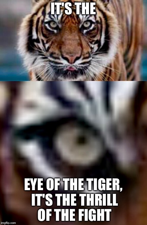 I know, I'm too funny | IT'S THE; EYE OF THE TIGER, IT'S THE THRILL OF THE FIGHT | image tagged in funny,memes,tiger,eye of the tiger | made w/ Imgflip meme maker
