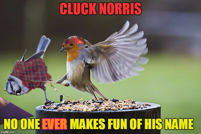 Introducing Cluck Norris - it may be the last introduction you ever have... | CLUCK NORRIS; NO ONE EVER MAKES FUN OF HIS NAME; EVER | image tagged in kicking bad luck sparrow,memes,kicking sparrow | made w/ Imgflip meme maker