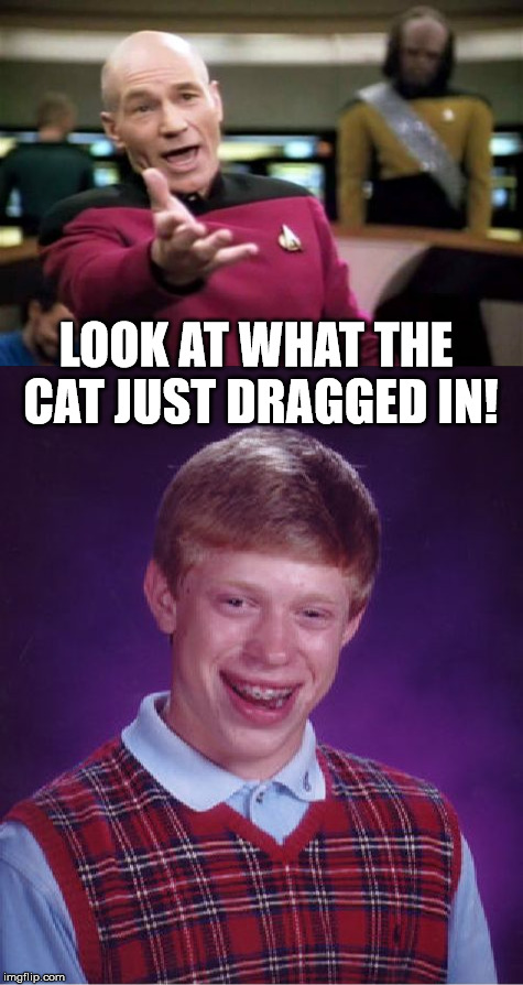 That Cat Has Got To Go | LOOK AT WHAT THE CAT JUST DRAGGED IN! | image tagged in bad luck brian,picard wtf | made w/ Imgflip meme maker