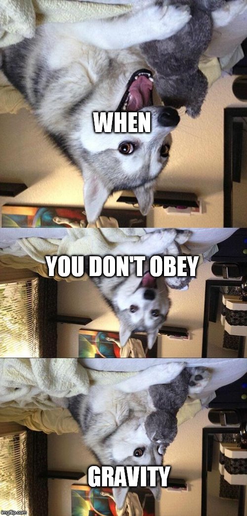 Bad Pun Dog | WHEN; YOU DON'T OBEY; GRAVITY | image tagged in memes,bad pun dog | made w/ Imgflip meme maker