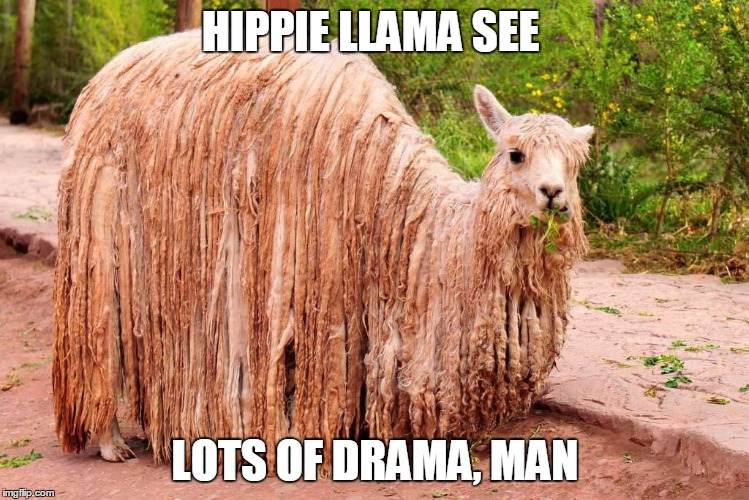 HIppie Llama | HIPPIE LLAMA SEE; LOTS OF DRAMA, MAN | image tagged in hippie,llama,drama | made w/ Imgflip meme maker