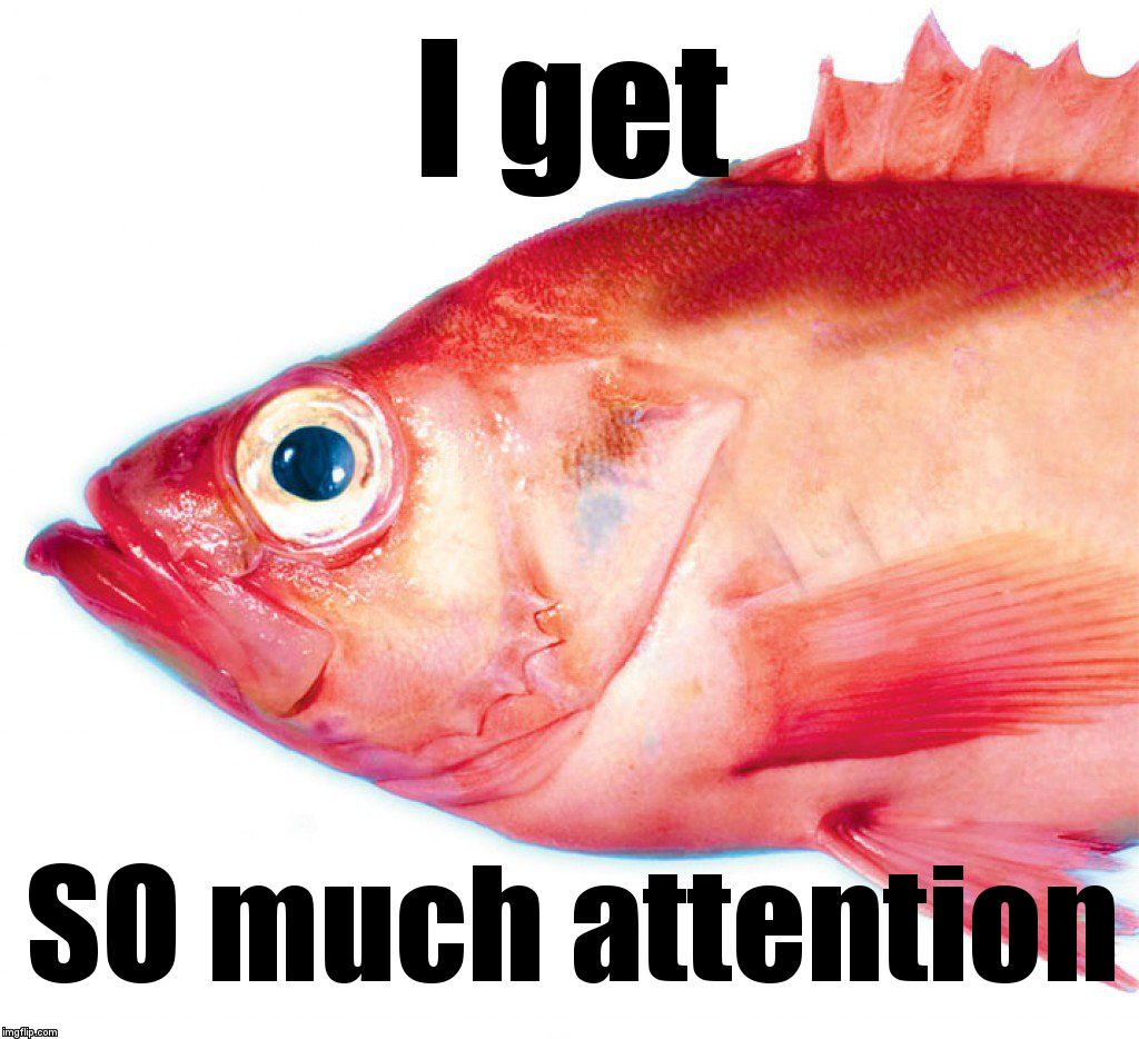 Red Herring | I get; SO much attention | image tagged in red herring | made w/ Imgflip meme maker