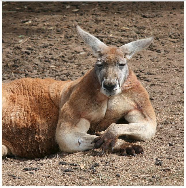 High Quality kangaroo-muscle-arms Blank Meme Template