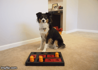 Dog Toy | image tagged in gifs | made w/ Imgflip images-to-gif maker