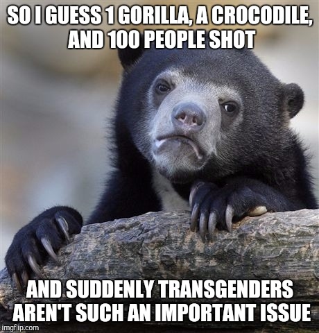 Confession Bear | SO I GUESS 1 GORILLA, A CROCODILE, AND 100 PEOPLE SHOT; AND SUDDENLY TRANSGENDERS AREN'T SUCH AN IMPORTANT ISSUE | image tagged in memes,confession bear | made w/ Imgflip meme maker