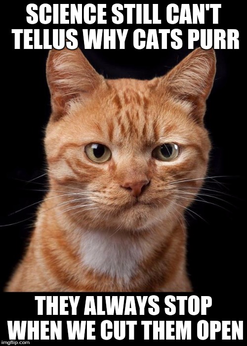 Frustrated Cat | SCIENCE STILL CAN'T TELLUS WHY CATS PURR; THEY ALWAYS STOP WHEN WE CUT THEM OPEN | image tagged in frustrated cat | made w/ Imgflip meme maker