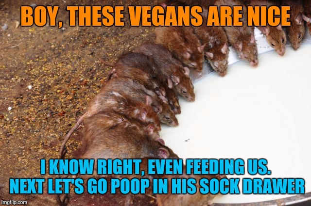 BOY, THESE VEGANS ARE NICE I KNOW RIGHT, EVEN FEEDING US. NEXT LET'S GO POOP IN HIS SOCK DRAWER | made w/ Imgflip meme maker