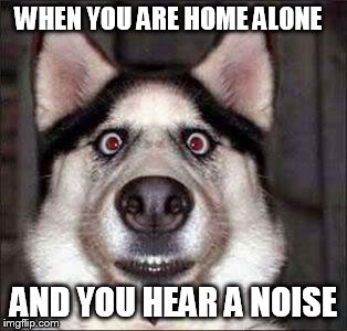 shocked dog | WHEN YOU ARE HOME ALONE; AND YOU HEAR A NOISE | image tagged in shocked dog | made w/ Imgflip meme maker