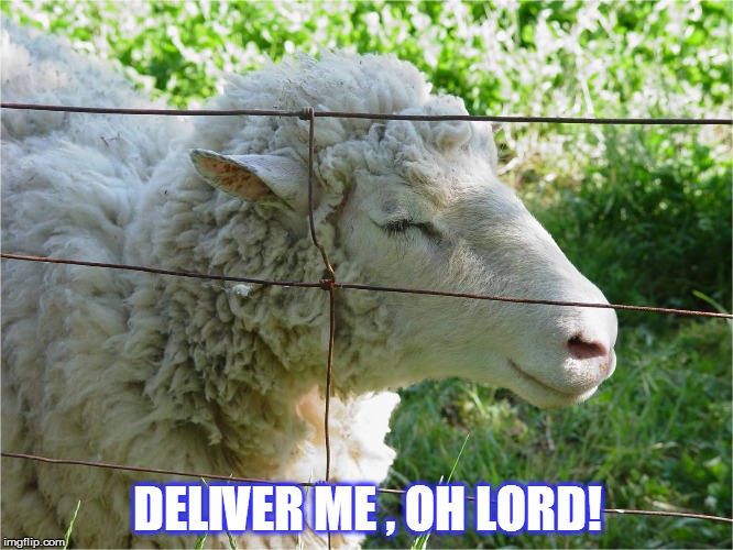 spotless | DELIVER ME , OH LORD! | image tagged in sheep | made w/ Imgflip meme maker