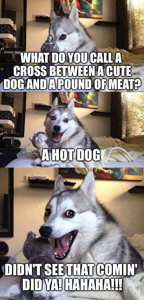 Bad Pun Dog Meme | WHAT DO YOU CALL A CROSS BETWEEN A CUTE DOG AND A POUND OF MEAT? A HOT DOG; DIDN'T SEE THAT COMIN' DID YA! HAHAHA!!! | image tagged in memes,bad pun dog | made w/ Imgflip meme maker